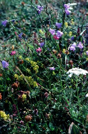 Megaphorbier .doronique. adenostil 2