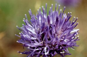 Jasione des montagnes