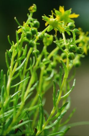 Saxigrage aizoïde en graine