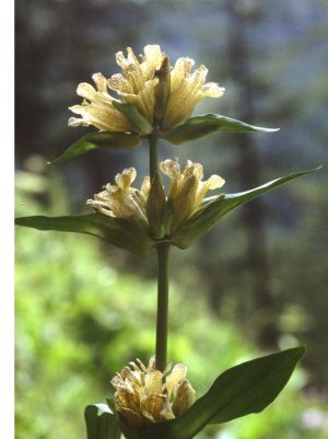 Gentiane ponctuée 2