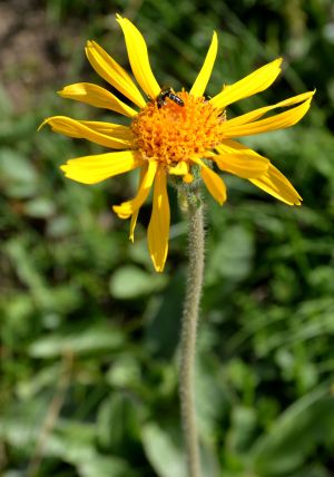 Arnica