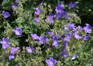 Geranium des pres