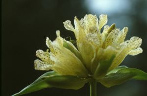 Gentiane ponctuée 3