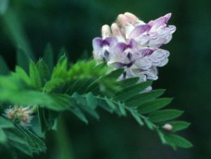 Gesse orobe printanier 2