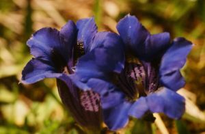 Gentiane pourpree