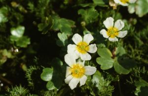 Renoncule a feuilles de lierre 1