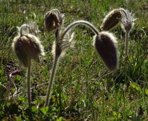 Anémone pulsatille 4