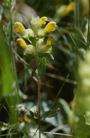 Rhinante crète-de-coq