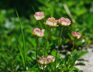 Renoncule des glaciers 4