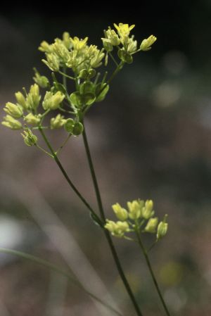 Biscutelle a lunette