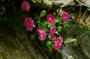 Primevère margée 2