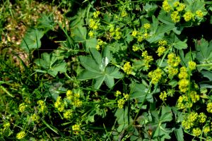 Alchemille en fleurs2