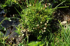 Saxifrage étoilé 2