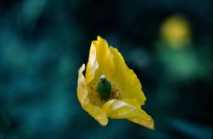 Pavot jaune d'Auvergne 3