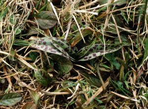 Orchis tacheté feuille