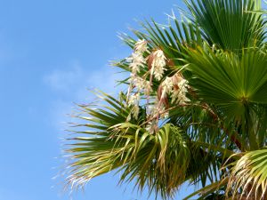 Palmier en fleurs