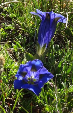 Gentiane pneumonanthe 1