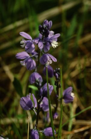 Polygala commun