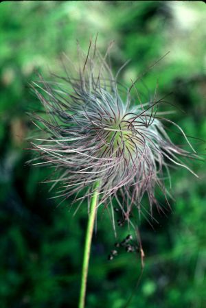 Benoite des montagnes 4