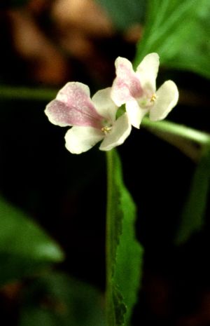 Mélitte à feuilles de mélisse
