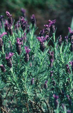Lavande des maures floue