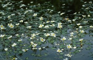Renoncule a feuilles de lierre 2