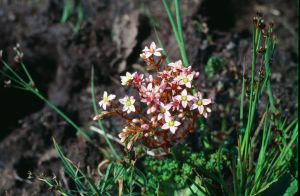 Cedum velu .tourbiere