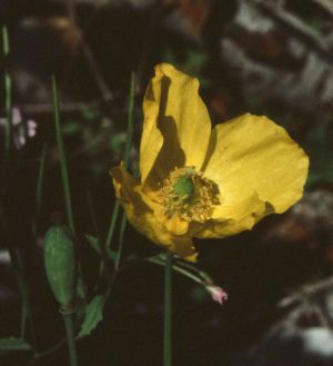 Pavot jaune d'Auvergne 2