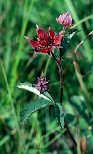 Comaret des marais 1