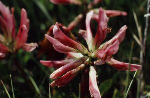 Trèfle alpin - réglisse