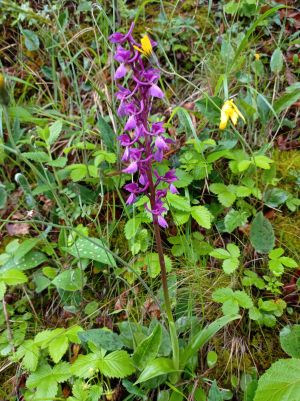 Orchis male 2