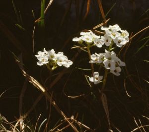 Hutchinsie des pierres ou cresson des chamois