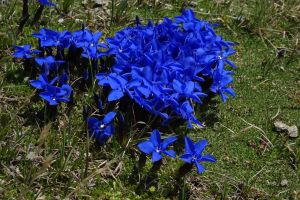 Gentiane printanniere 4