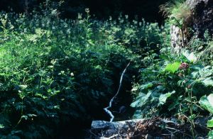 Megaphorbier .doronique. adenostil 3