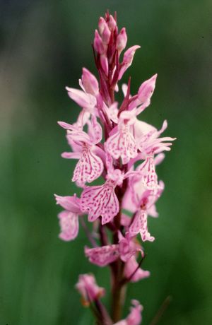 Orchis tacheté