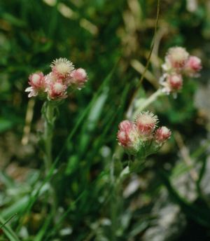 Pied de chat femelle 1