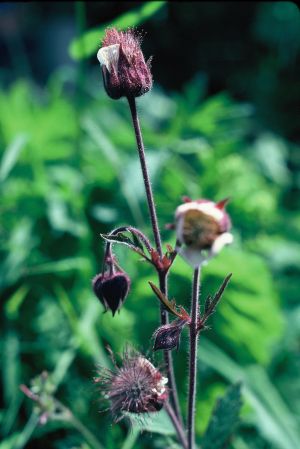 Benoite des ruisseaux