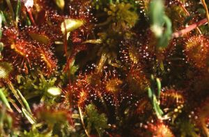 Drosera 2