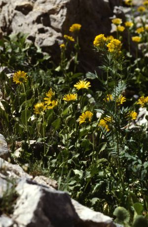 Doronic et sisymbre d'Autriche 2