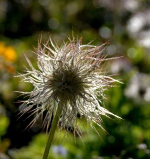 Anémone pulsatille 3