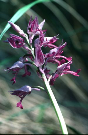 Orchis militaire