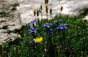 Gentiane printanière 1