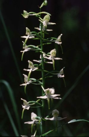 Orchis verdâtre 3
