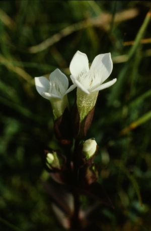 Gentiane champêtre blanche
