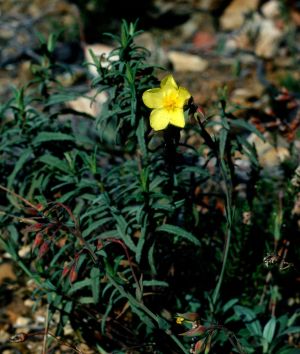 hélianthème fumana