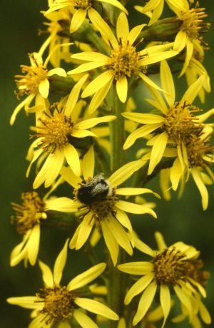 Ligulaire de Sibérie 2