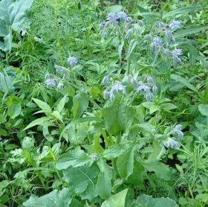 Bourrache officinale