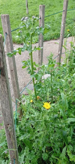 Laiteron des champs et cirse