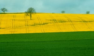 Limagne d'Auvergne 11