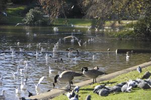 Parc des Buttes Chaumont 74